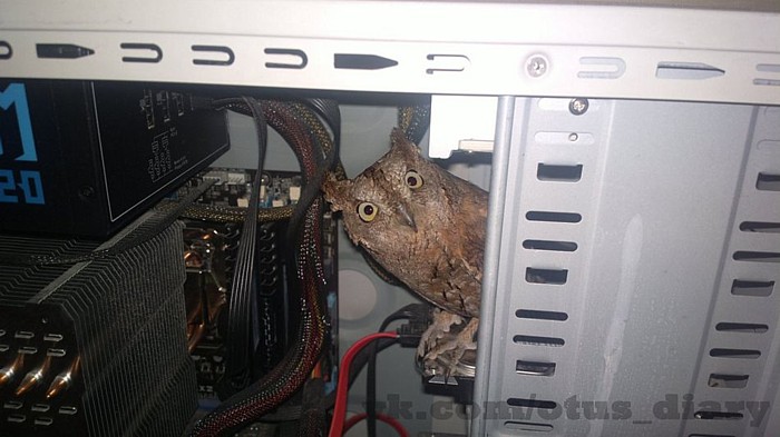 Name:  owlhidinginacomputer.jpg
Views: 662
Size:  68.9 KB
