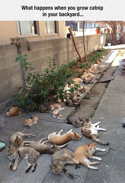 Name:  Grow_Catnip.jpg
Views: 367
Size:  86.8 KB