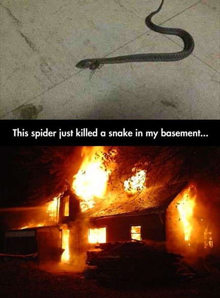 Name:  This_Spider_Killed_A_Snake.jpg
Views: 506
Size:  62.0 KB
