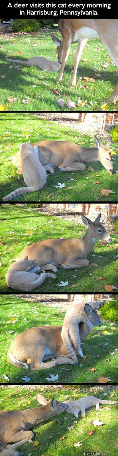 Name:  deercat.jpg
Views: 1832
Size:  162.3 KB