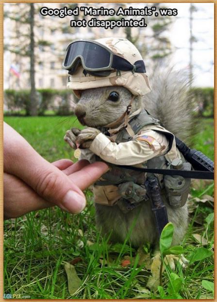 Name:  squrlgrunt.JPG
Views: 1145
Size:  68.8 KB