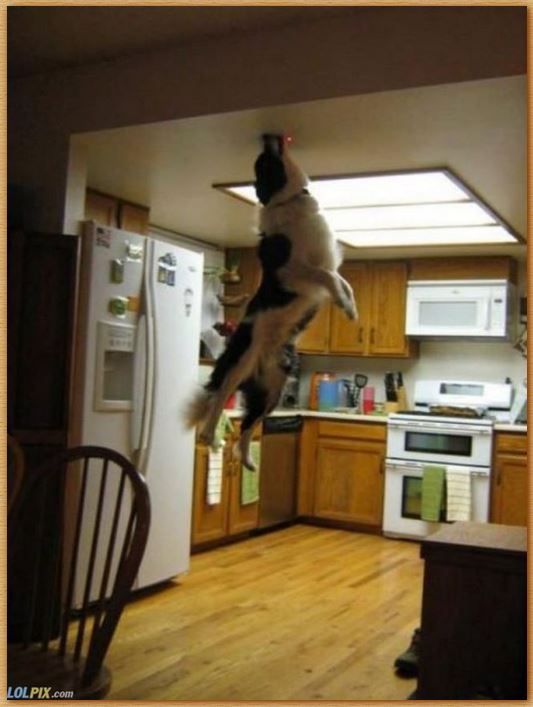 Name:  superdog.JPG
Views: 597
Size:  52.6 KB