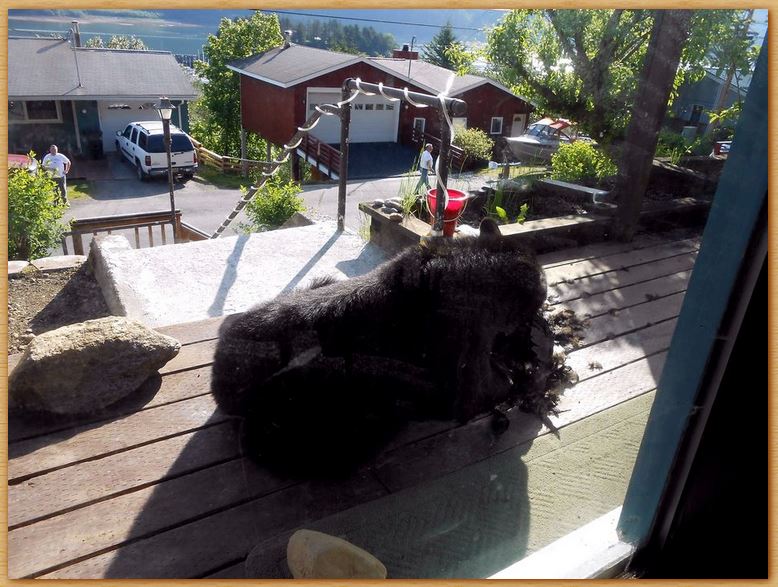 Name:  beareatingagoose.JPG
Views: 4911
Size:  104.8 KB