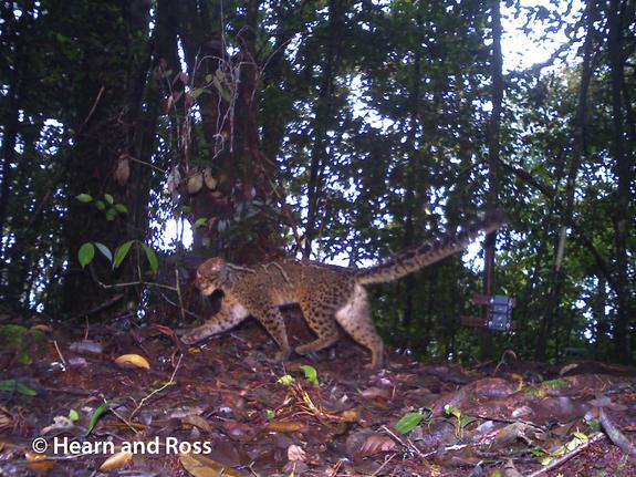 Name:  borneo-cat-2.jpg
Views: 495
Size:  75.5 KB