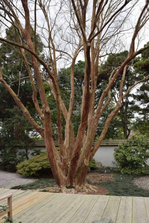 Name:  CrepeMaple.JPG
Views: 410
Size:  150.2 KB