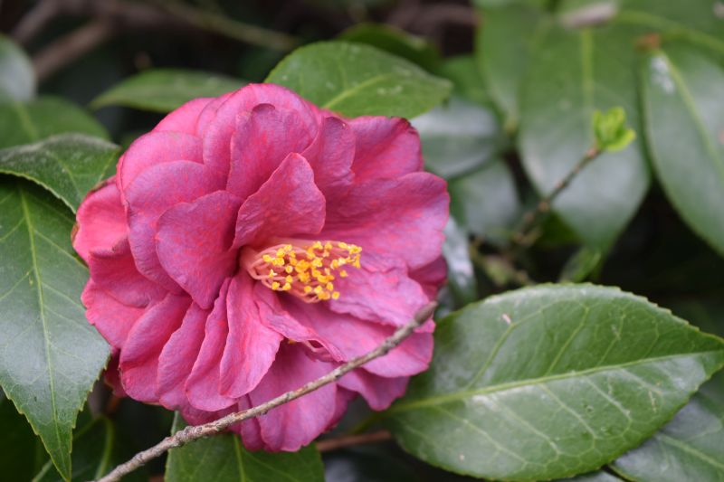 Name:  JapaneseCamellia-001.JPG
Views: 272
Size:  66.6 KB