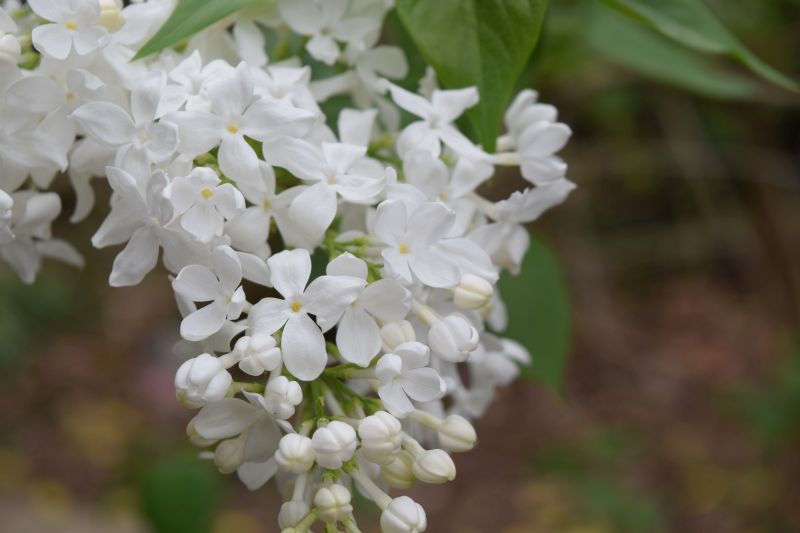 Name:  HybridLilac.JPG
Views: 459
Size:  56.5 KB