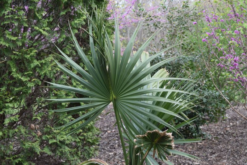 Name:  HybridPalmetto.JPG
Views: 397
Size:  139.0 KB