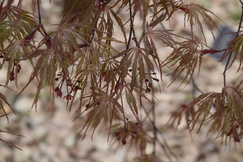 Name:  JapaneseMaple-001.JPG
Views: 641
Size:  92.0 KB