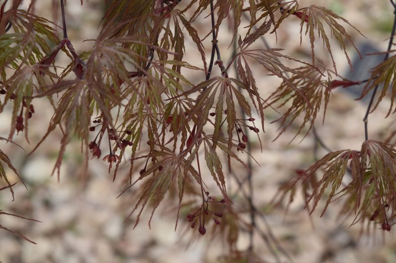 Name:  JapaneseMaple-001.JPG
Views: 390
Size:  92.0 KB