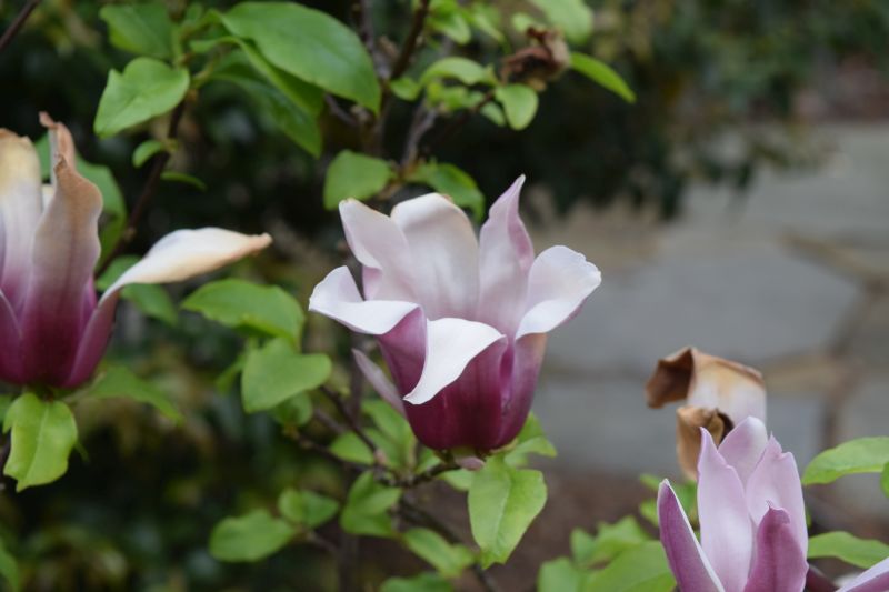 Name:  LilyMagnolia-001.JPG
Views: 443
Size:  56.0 KB