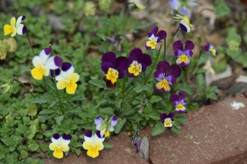 Name:  Violas.JPG
Views: 400
Size:  139.9 KB