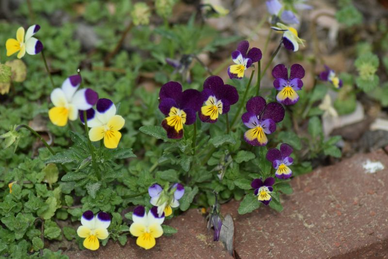 Name:  Violas.JPG
Views: 273
Size:  139.9 KB