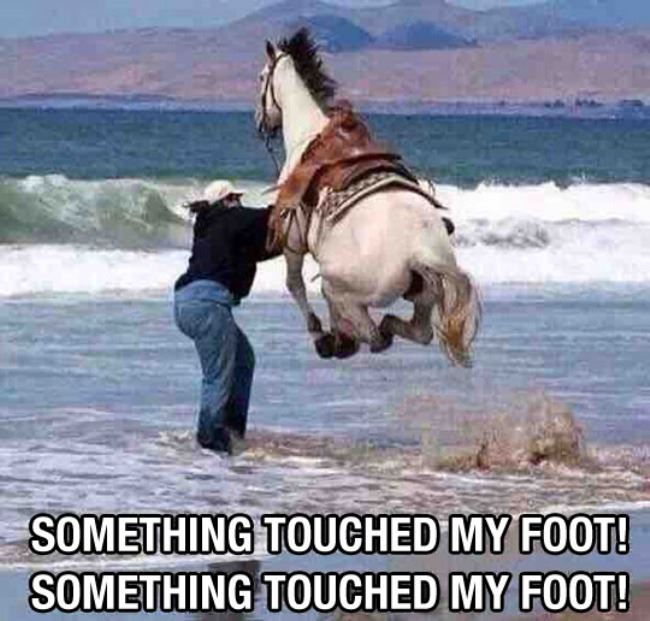 Name:  Touched_My_Foot.jpg
Views: 3182
Size:  67.0 KB