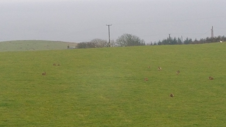 Name:  2016-04-04 nine hares.jpg
Views: 3530
Size:  153.2 KB