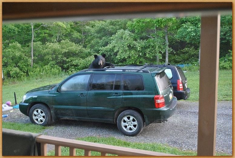 Name:  bear.JPG
Views: 3521
Size:  106.9 KB