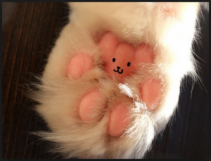Name:  bear.JPG
Views: 335
Size:  53.1 KB