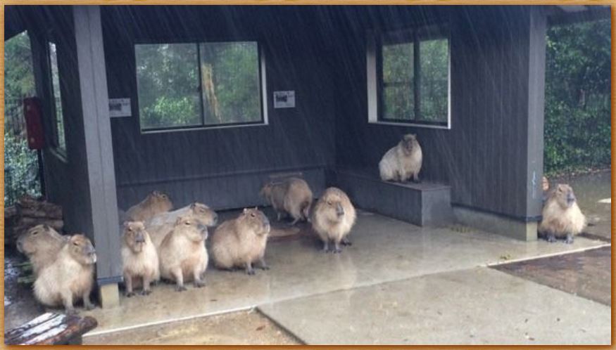 Name:  capybaras.JPG
Views: 283
Size:  65.0 KB