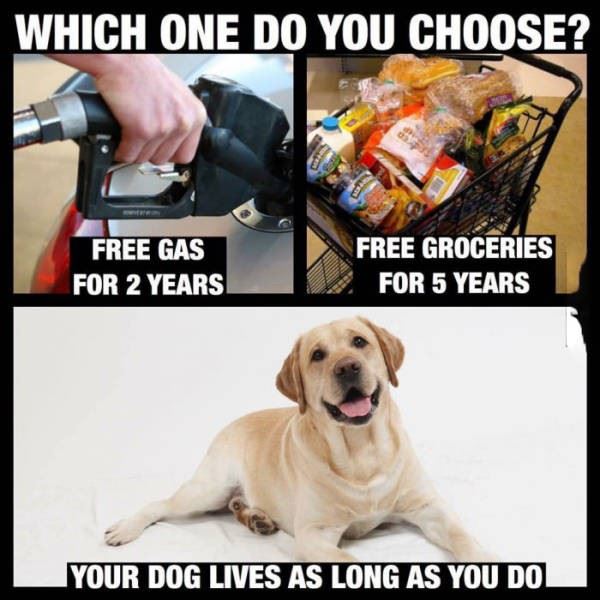 Name:  Which_One_Do_You_Choose.jpg
Views: 636
Size:  57.1 KB