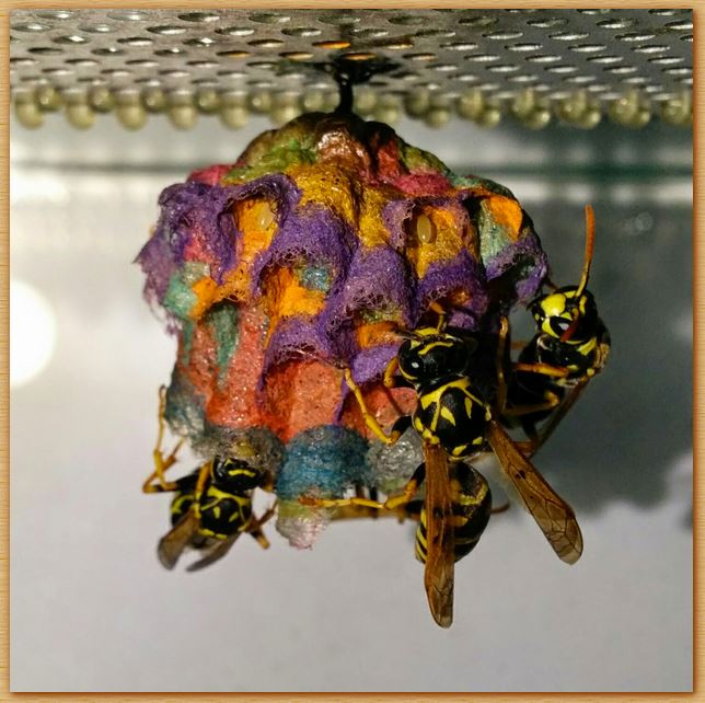 Name:  waspsnest.JPG
Views: 1629
Size:  76.7 KB