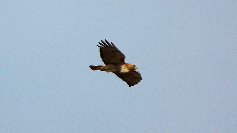 Name:  Hawk.jpg
Views: 537
Size:  82.2 KB