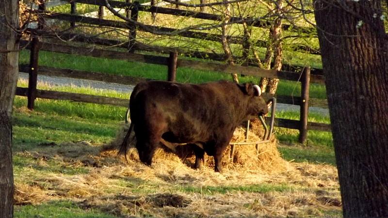 Name:  Prefix_11bunch o' bullSuffix.jpg
Views: 264
Size:  91.0 KB