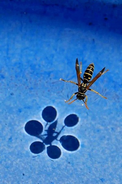 Name:  hornetsurfacetension.jpg
Views: 477
Size:  50.8 KB