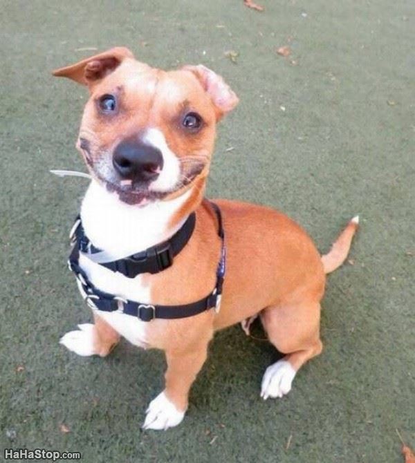 Name:  One_Happy_Pup.jpg
Views: 570
Size:  60.1 KB