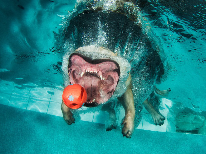 Name:  diving4.jpg
Views: 544
Size:  131.1 KB