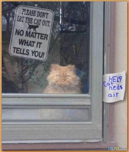 Name:  cat.JPG
Views: 417
Size:  43.3 KB