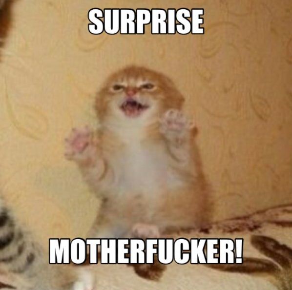 Name:  Surprise_Cat.jpg
Views: 422
Size:  37.9 KB