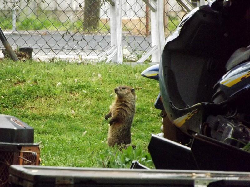 Name:  Groundhog1.jpg
Views: 4177
Size:  92.3 KB