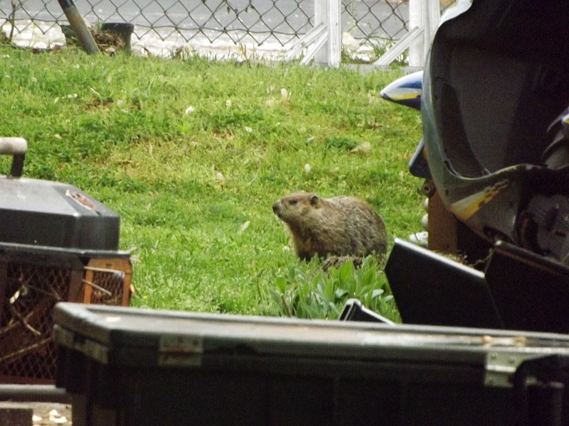 Name:  Groundhog2.jpg
Views: 4388
Size:  165.8 KB