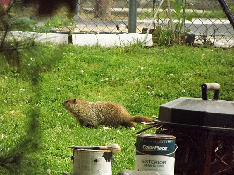 Name:  Groundhog3.jpg
Views: 4186
Size:  117.7 KB