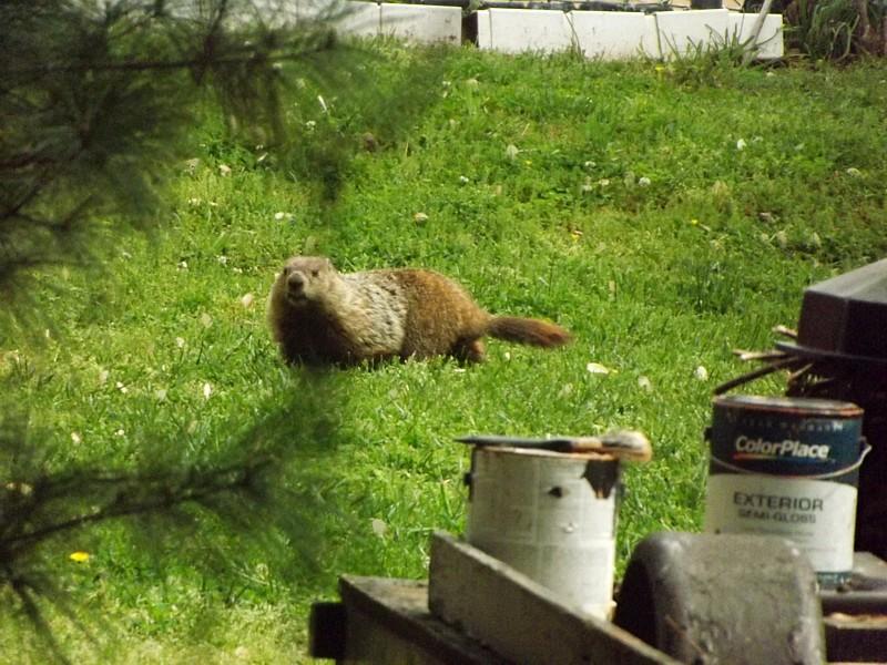 Name:  Groundhog4.jpg
Views: 4107
Size:  98.6 KB
