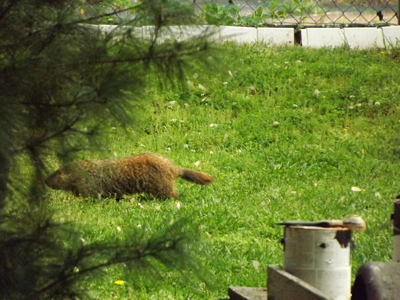 Name:  Groundhog5.jpg
Views: 4421
Size:  96.4 KB