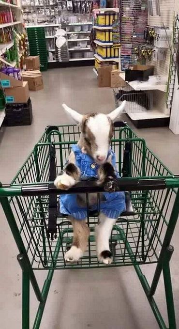 Name:  justagoatinashoppingcart.jpg
Views: 283
Size:  69.4 KB