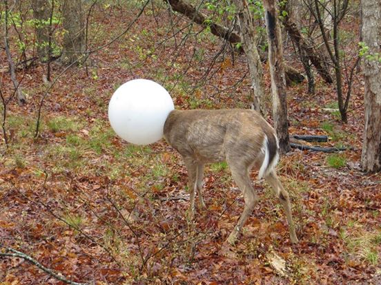 Name:  deerhead.jpg
Views: 4101
Size:  75.5 KB