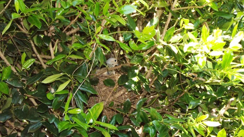 Name:  dove1.jpg
Views: 4039
Size:  145.7 KB