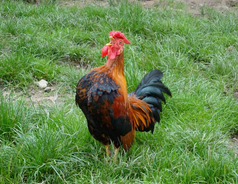 Name:  COCK.jpg
Views: 2753
Size:  160.9 KB