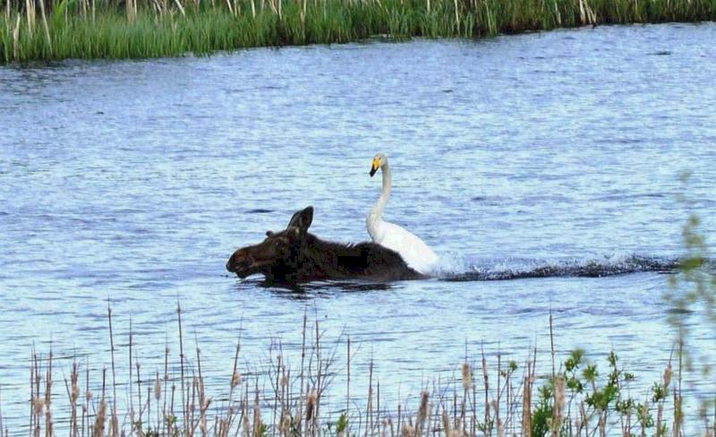 Name:  gooseonamoose.jpg
Views: 983
Size:  77.3 KB