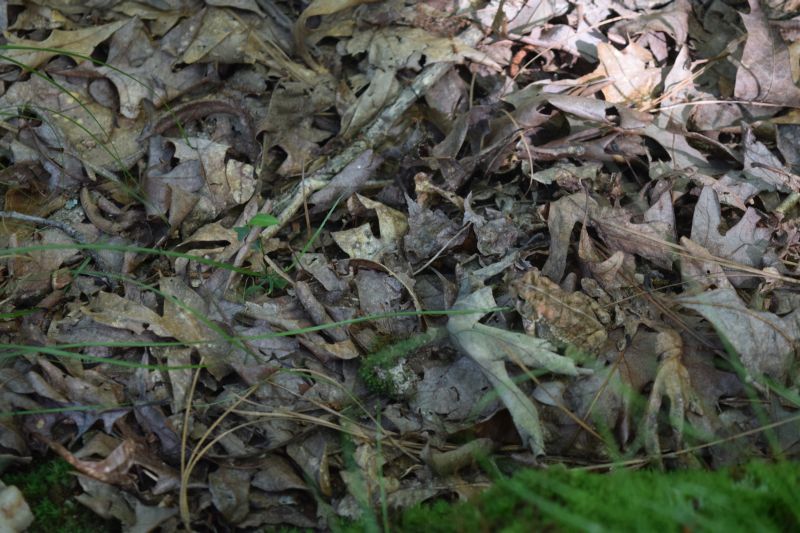 Name:  Toad.JPG
Views: 400
Size:  161.6 KB