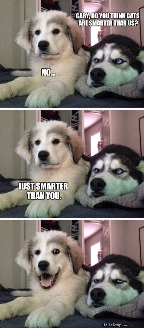 Name:  Are_Cats_Smarter.jpg
Views: 978
Size:  130.8 KB