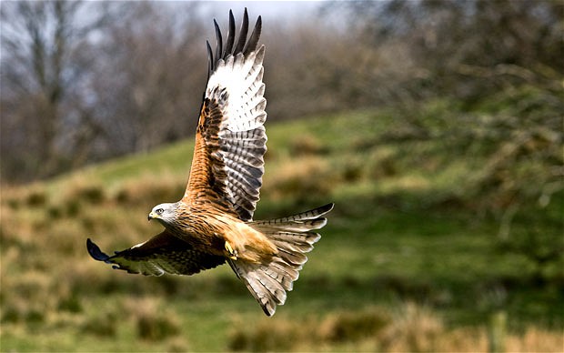 Name:  Red Kite.jpg
Views: 2530
Size:  48.9 KB