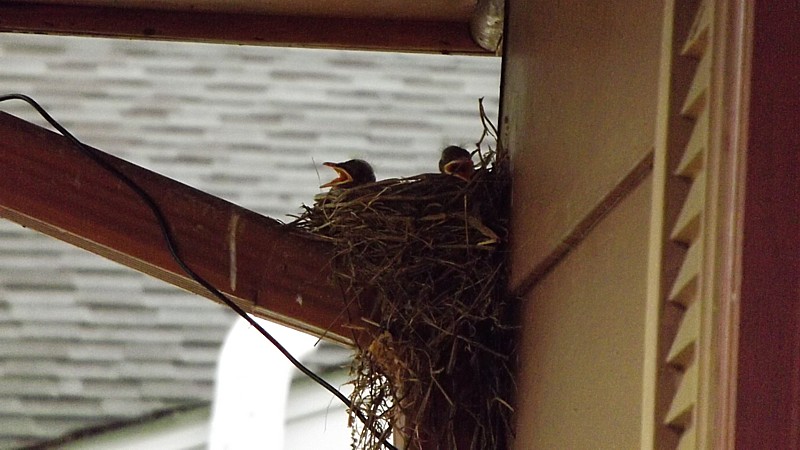 Name:  robins.jpg
Views: 100
Size:  119.0 KB