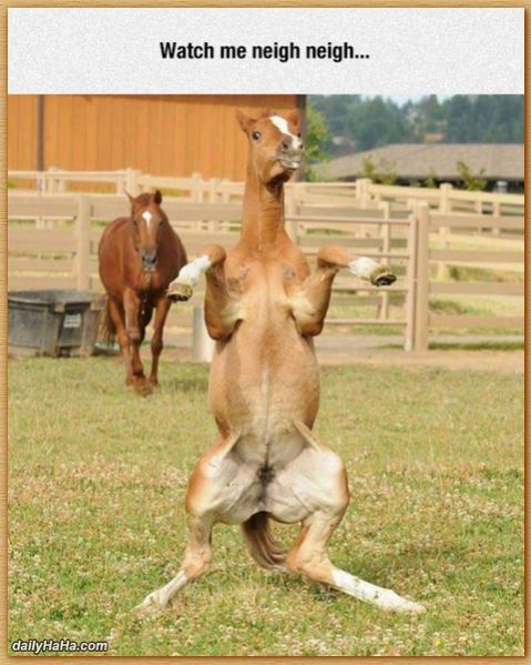 Name:  neighneigh.JPG
Views: 1729
Size:  63.3 KB