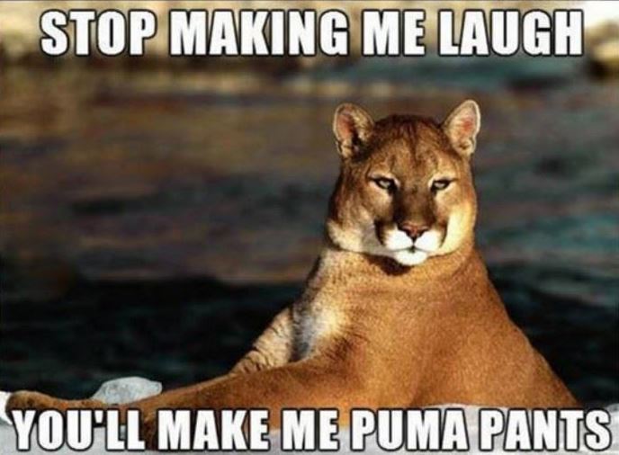 Name:  pumapants.JPG
Views: 589
Size:  56.3 KB
