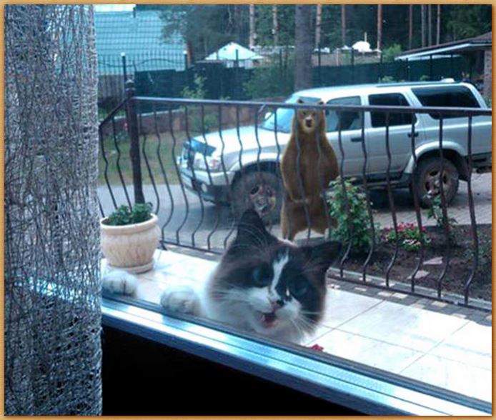Name:  cat.JPG
Views: 376
Size:  85.6 KB