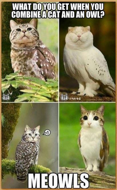 Name:  meowls.JPG
Views: 273
Size:  59.5 KB