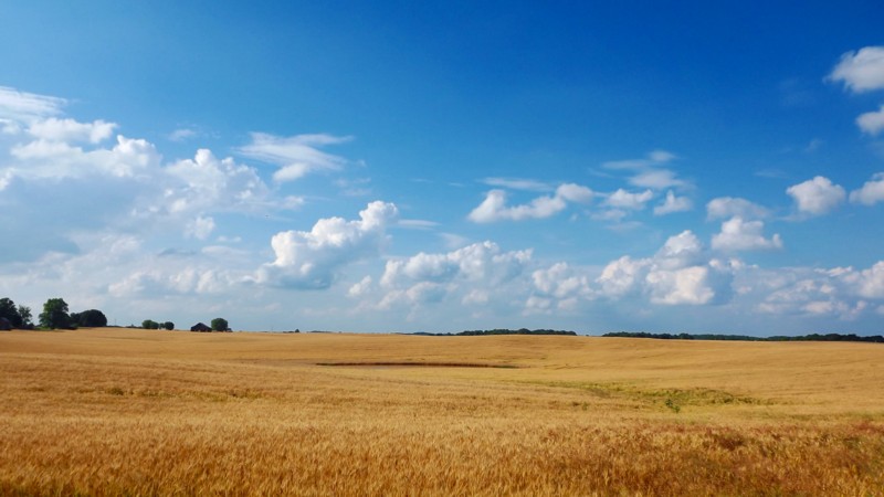 Name:  Wheat Field.jpg
Views: 267
Size:  100.7 KB
